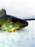 Walleye caught with Lindy Rattlin' Flyer