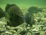 Fishing for Bluegill