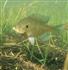 Bream Fishing Articles