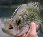 Crappie Fishing Articles