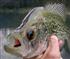 Crappie Fishing Articles