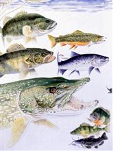 fishingluresbyspecies