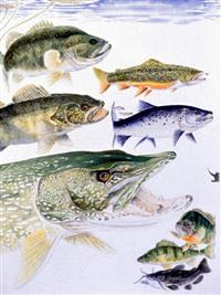 The Fishing Lures by Species categor