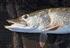 Northern Pike Fishing