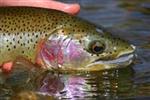 Trout Fishing Articles