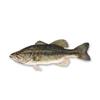 largemouth bass fishing articles