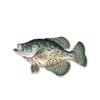 crappie fishing articles & tips