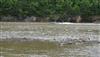 beaver lake