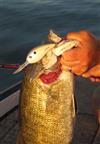 foxy shad fat free shad