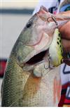 frog bass
