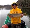 brown trout