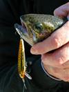 rebel tracdown minnow