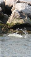 riprap bass slap