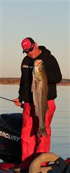 big striped bass