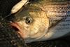 striper