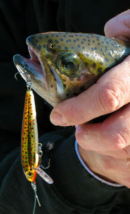 trout