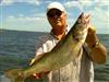 walleye spinnerbait