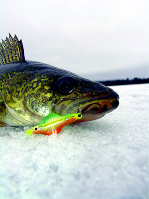 Walleye caught with Lindy Rattlin' Flyer