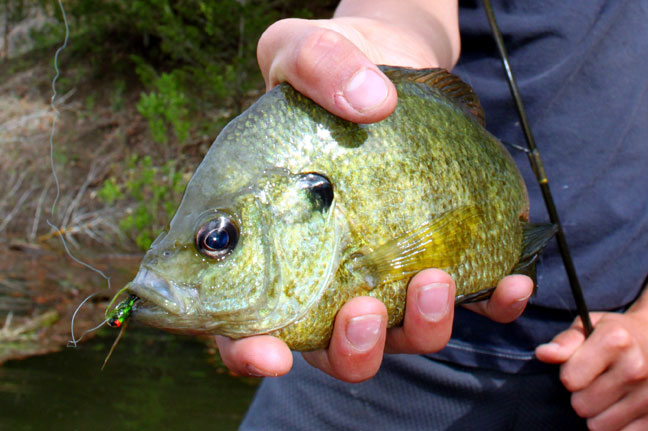 Lindy Land Panfish