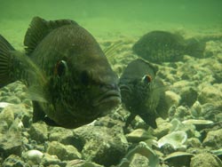 Fishing for Bluegill