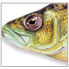 Close up of a crappie