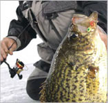 Pulling a big fish out of the water.