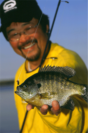 Tactics for catching bluegills