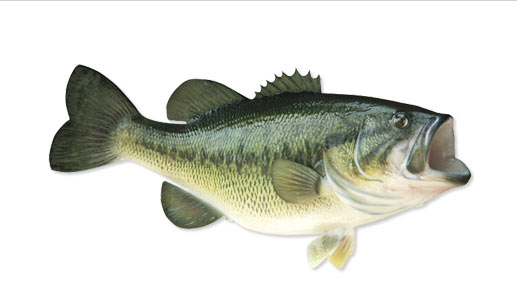 Species Of Bass