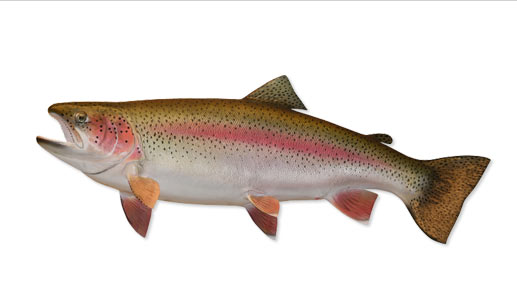 Pics Of Rainbow Trout. Rainbow Trout Fish Species