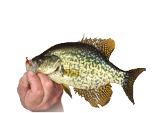 Crappie Fishing Lures & Tackle Essentials