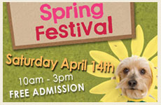 Mt Laurel Spring Festival