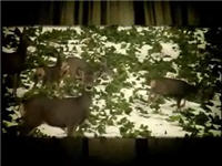 Episode 11 - Kansas Whitetails