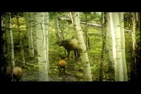 Episode 4 - Tree Stands for Elk Video Clip