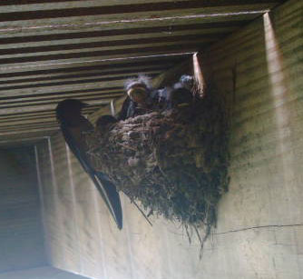 Barn Swallow Nest