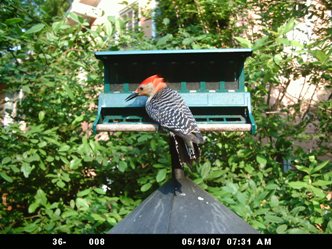 The Wingscapes BirdCam Makes the Perfect Gift for Bird Lovers