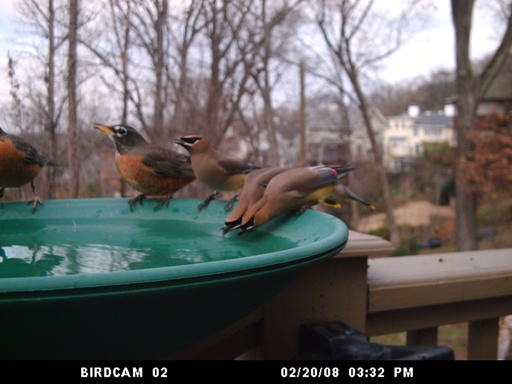BirdCam Winter Birds