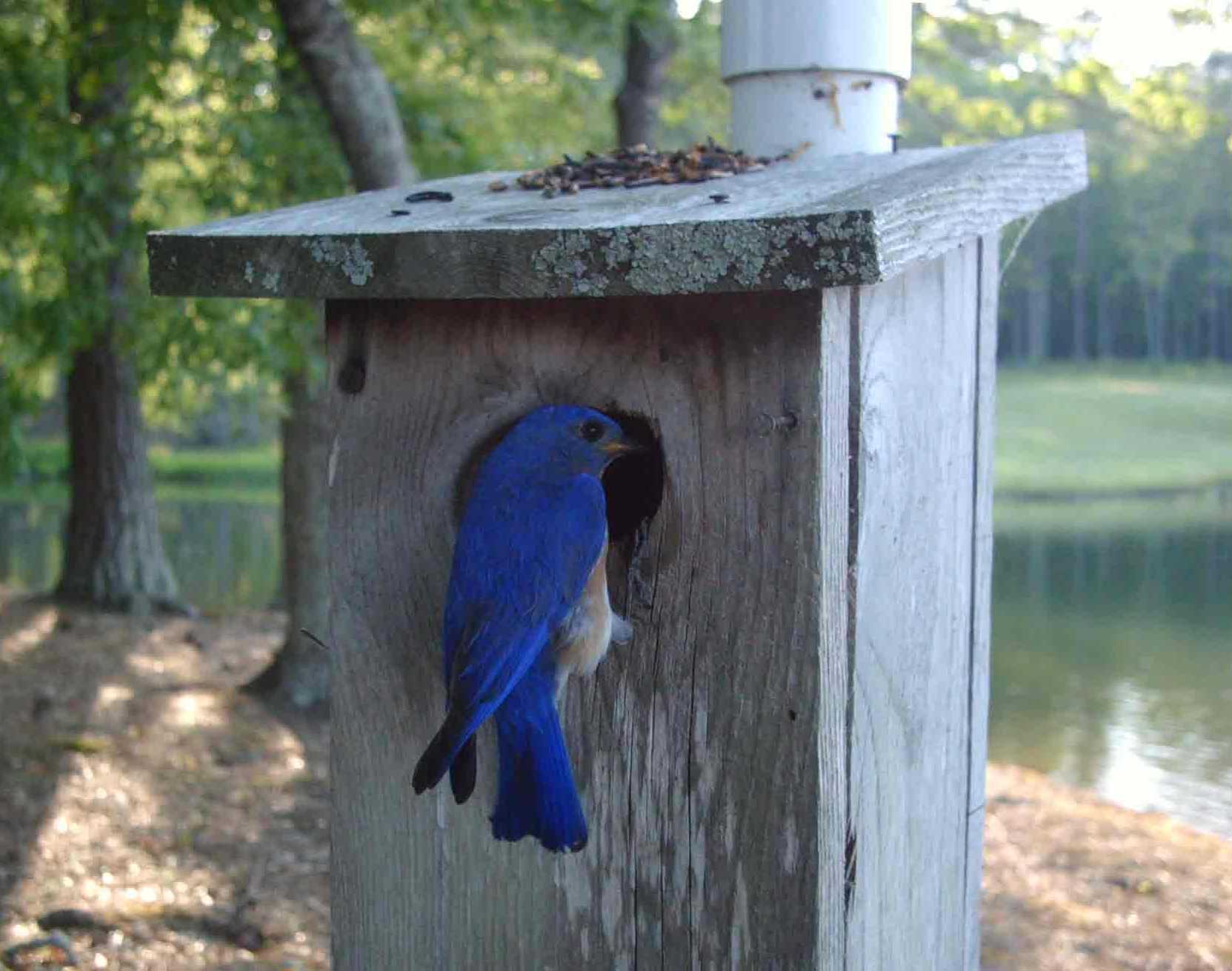 Eastern Bluebird