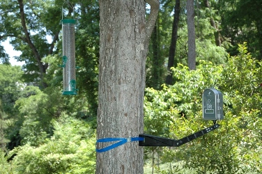 BirdCam on tree