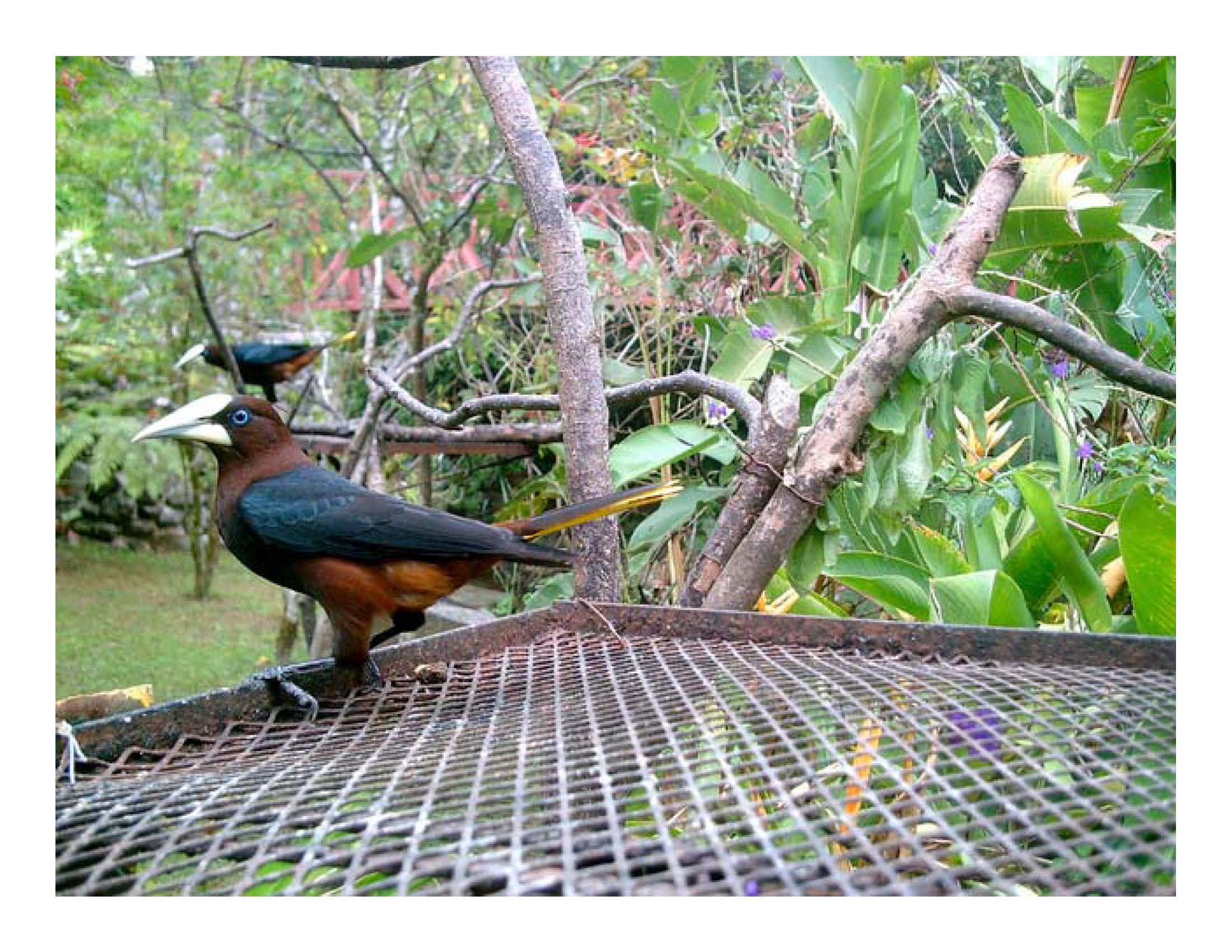 Birdchick Takes Her BirdCam On a Grand Adventure to Panama