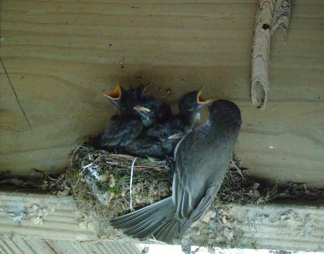 Mourning Dove Nest