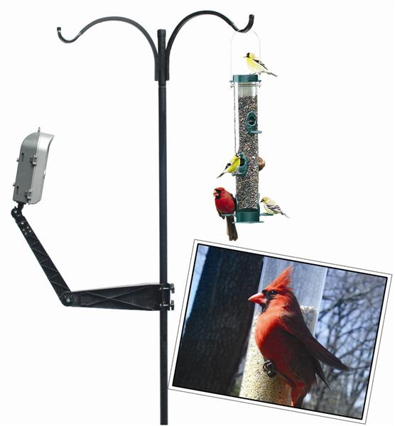 Position the bird camera for cardinals