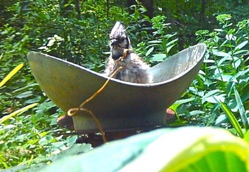 Blue Jay Boat