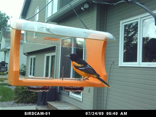 Oriole Color