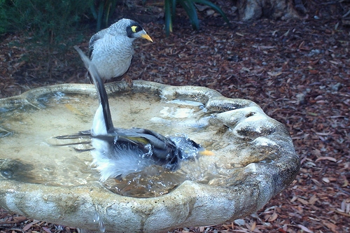 two noisy miners bathing