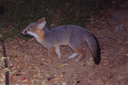Eastern Gray Fox