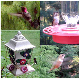 All About Hummingbirds&mdash;Hummingbird Facts and Tips for Hummingbird Pictures with the BirdCam