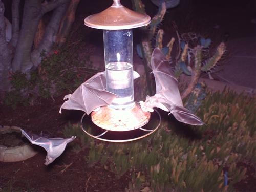Lesser Long-nosed Bats