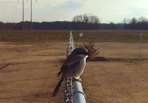 Perched Loggerhead Shrike