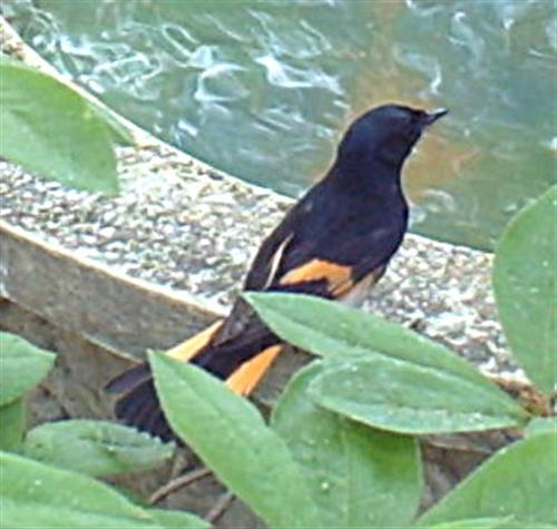 Male American Redstart Warbler