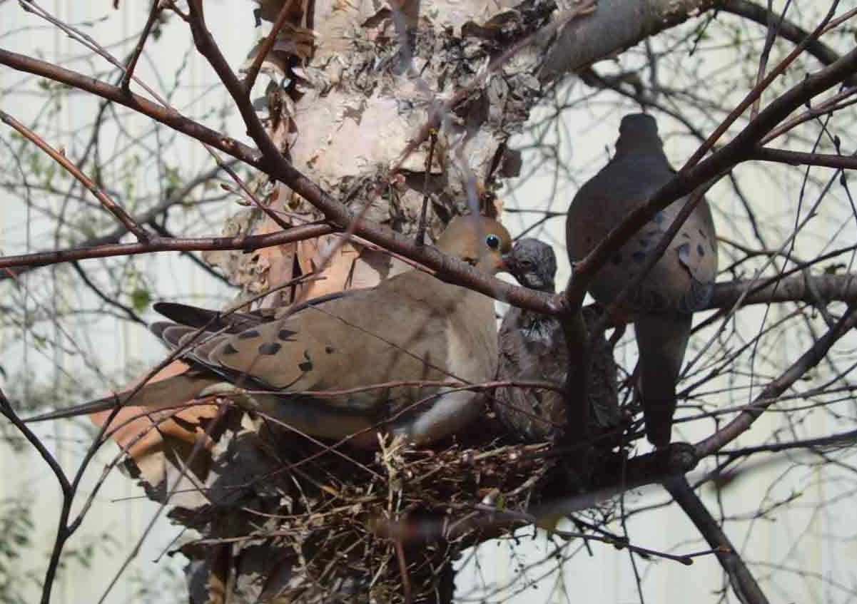 Eastern Phoebes
